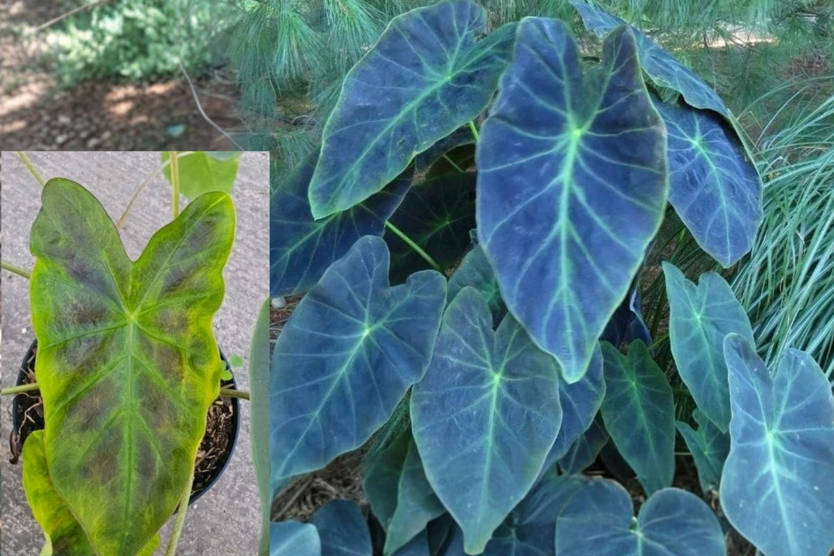 Illustris Colocasia Live Plant 7–10" Tall in 4" Pot – Colocasia esculenta ‘Illustris’