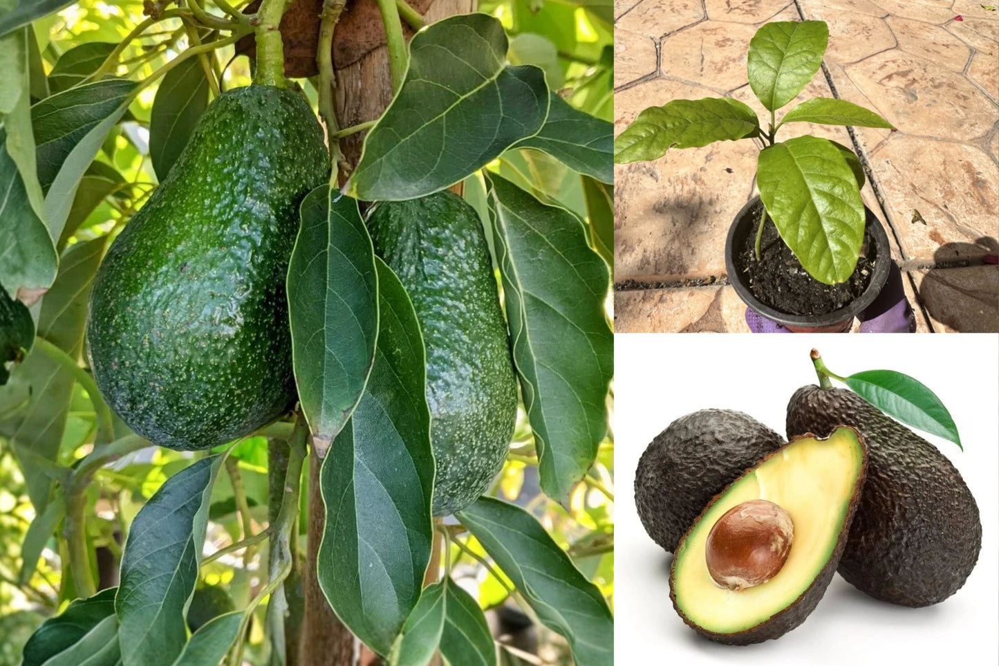 Hass Avocado Live Plant – 1 Plant in 4-Inch Pot – Persea americana
