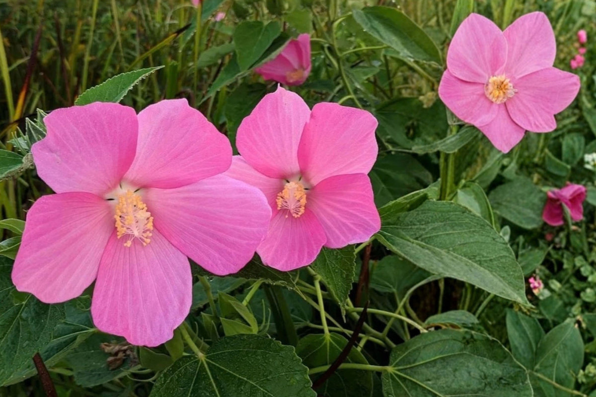 Bush Hibiscus 1 Live Potted Plant – Hibiscus moscheutos