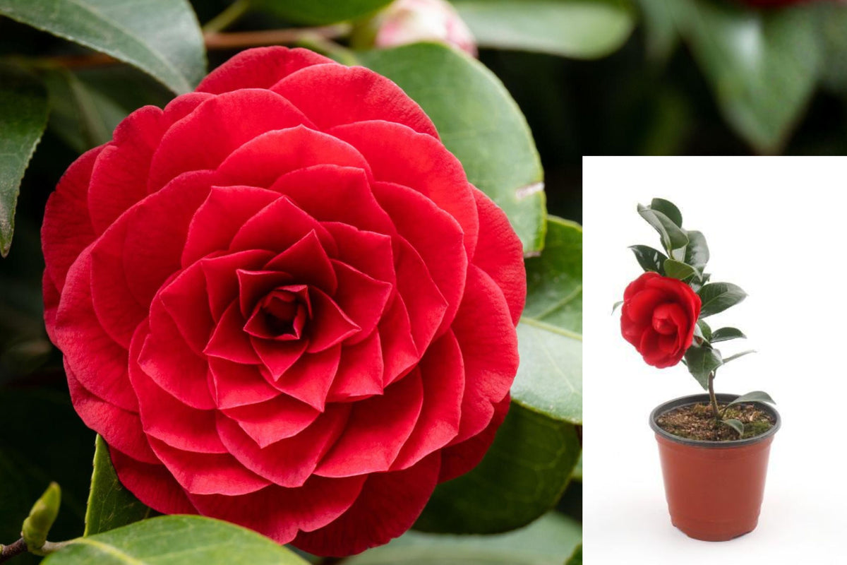 Red Camellia Live Plant, 4 Inch Potted Flowering Shrub Starter, Ornamental Camellia for Garden or Patio
