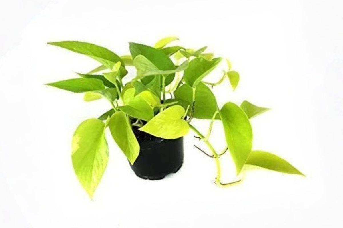 Neon Pothos Live Plant – 1 Plant in 4.5-Inch Pot – Epipremnum aureum