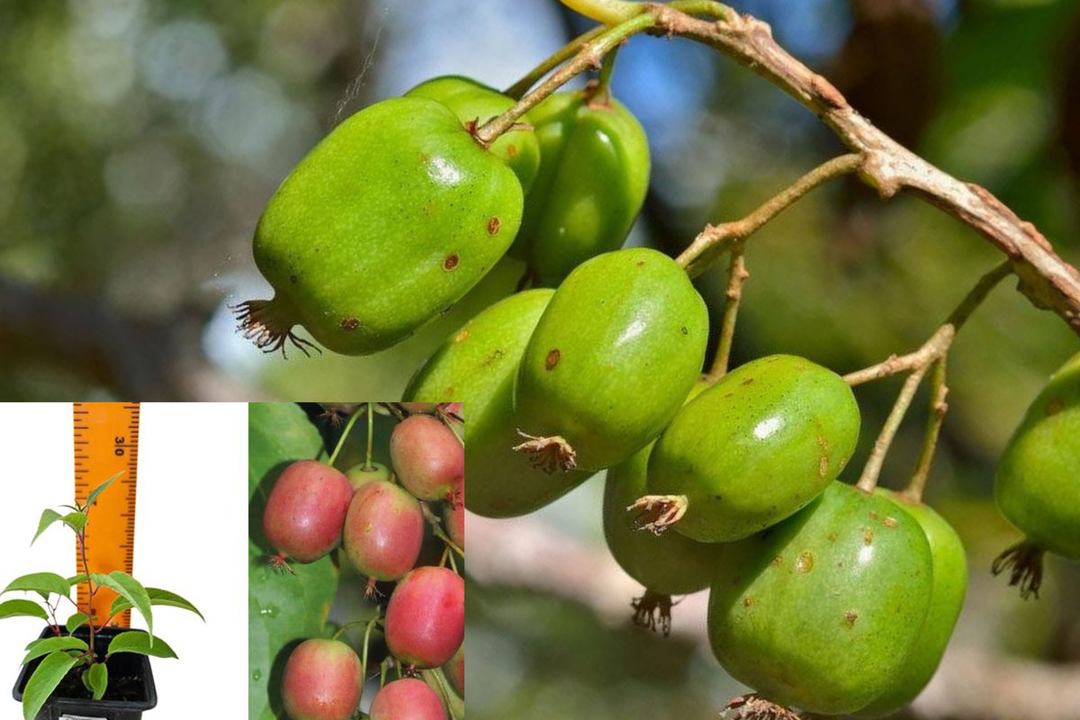Female Anna Kiwi Live Plant, Ananasnaja Cold Hardy Kiwi Vine Starter, Rooted Edible Fruit Plant