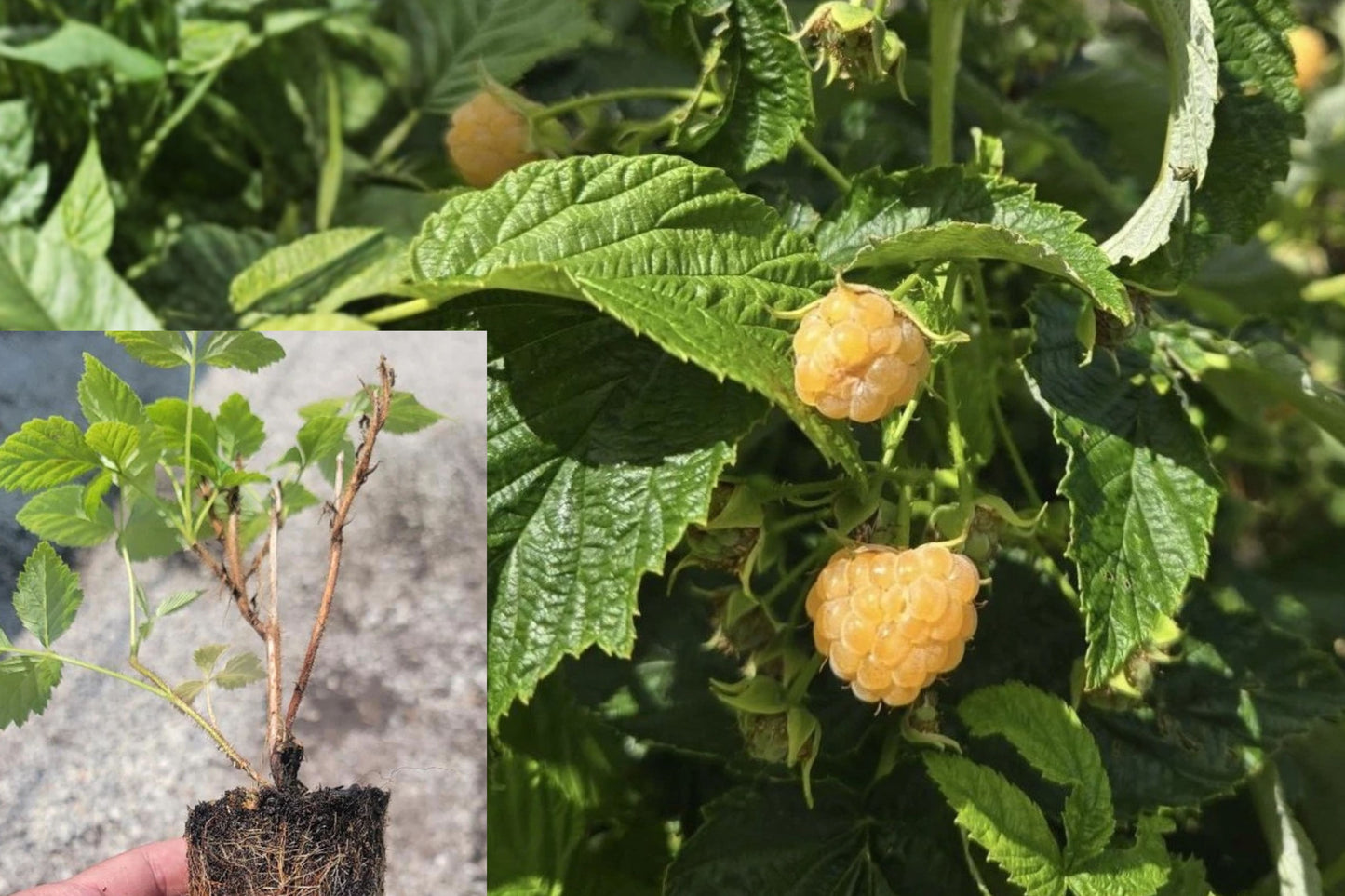 Fall Gold Everbearing Raspberry 1 Live Starter Plant – Rubus