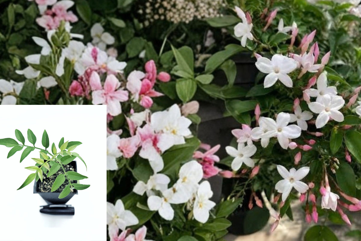 Pink Jasmine Live Plant – 1 Potted Jasminum polyanthum – Fragrant Climbing Vine