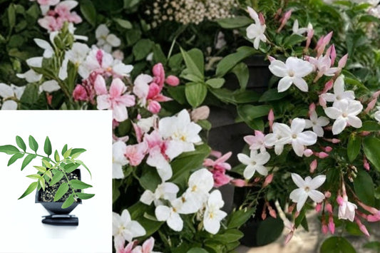 Pink Jasmine Live Plant – 1 Potted Jasminum polyanthum – Fragrant Climbing Vine