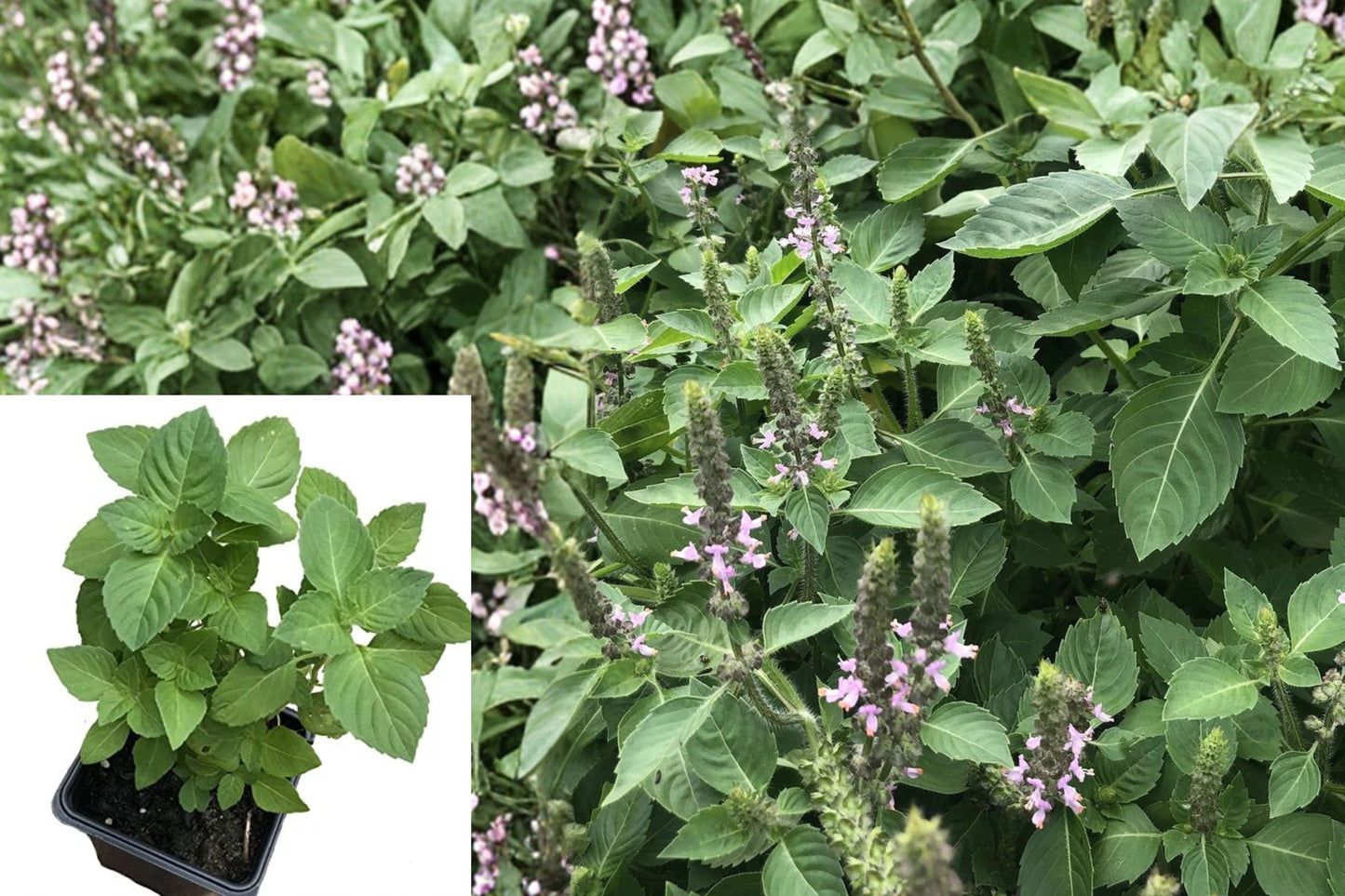 Holy Basil Live Plant – 2.5 Inch Pot – Ocimum tenuiflorum 'Holy'