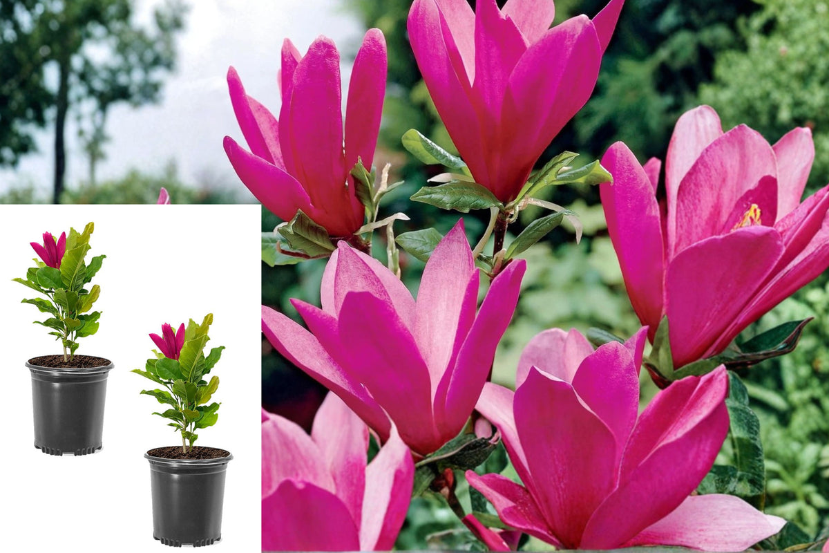 Ann Magnolia Live Plants, Set of 2 Deep Pink Flowering Shrubs, 6–12 Inch Tall, Magnolia Garden Starter Plants