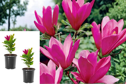 Ann Magnolia Live Plants, Set of 2 Deep Pink Flowering Shrubs, 6–12 Inch Tall, Magnolia Garden Starter Plants