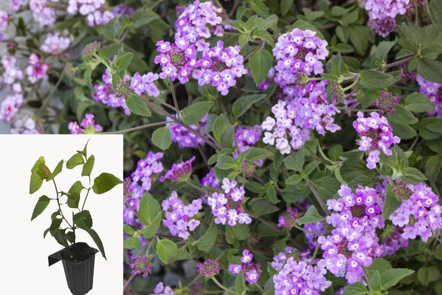 Trailing Lantana Live Plant Plug – Lantana montevidensis