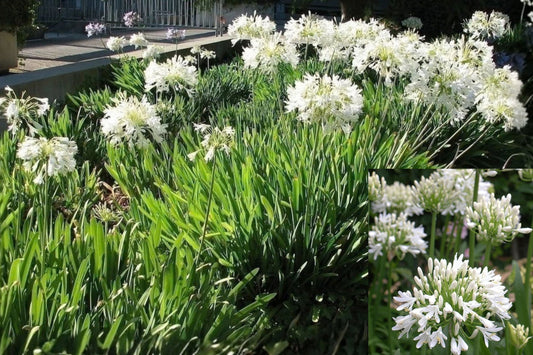 Agapanthus Getty White 3 Live Plants, 2-Inch Pots – Agapanthus praecox