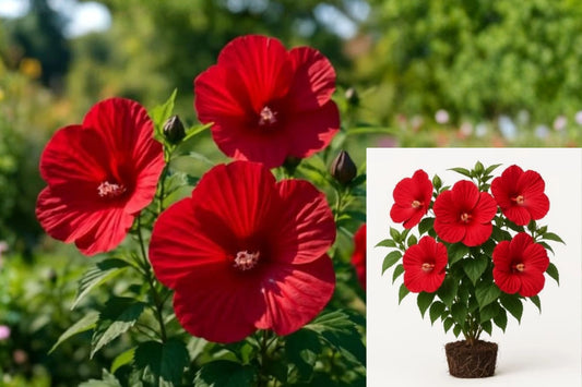 Hardy Hibiscus Luna Red Live Plant – Hibiscus moscheutos – Full Sun