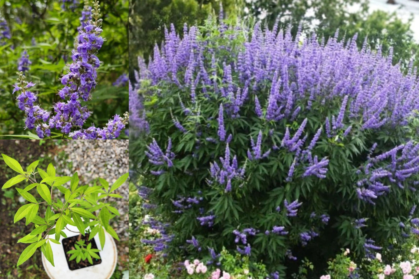 Live Vitex Chaste Tree Plant – 4 Inch Pot – Vitex agnus-castus