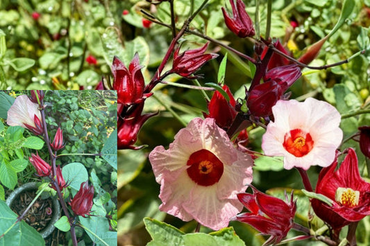 Roselle 2 Live Plants 8–12 Inch Tall – Hibiscus sabdariffa