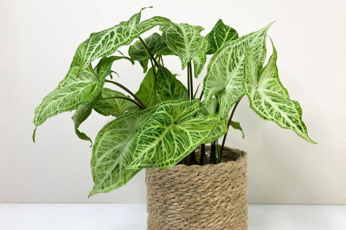 Syngonium Batik Live Plant, Rooted Variegated Arrowhead Houseplant, Green and White Foliage, Potted Indoor Plant