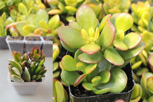 Jade Plant Live Cutting – 3-Inch Starter Pot – Crassula ovata