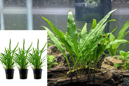 Needle Leaf Java Fern Live Aquarium Plant, 3 Pots of Microsorum pteropus, Freshwater Aquascaping Plant, Beginner Friendly
