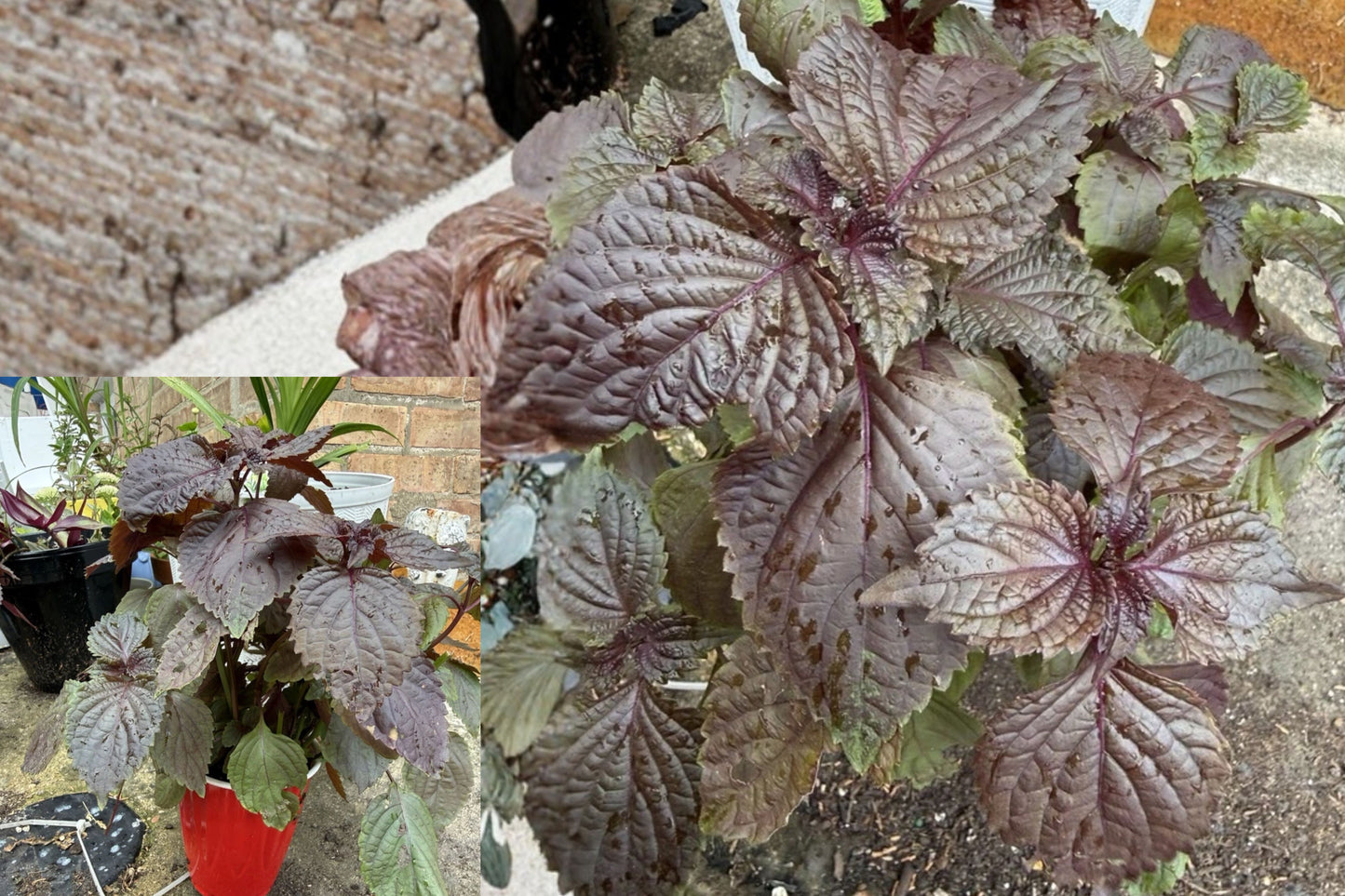 Shiso Perilla 8 Live Plants – 6 Inch Starter Plants – Perilla frutescens