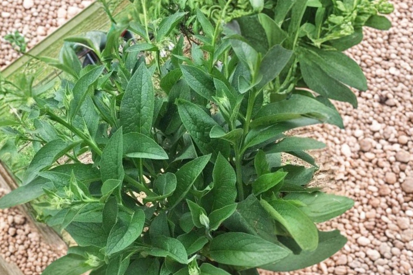 2.5 lb Russian Comfrey Bocking #4 Live Root Crowns – Symphytum × uplandicum