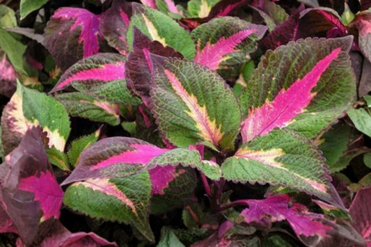 Magilla Perilla Coleus 3 Live Plants – 5–9 Inches – Rooted in Soil – Coleus