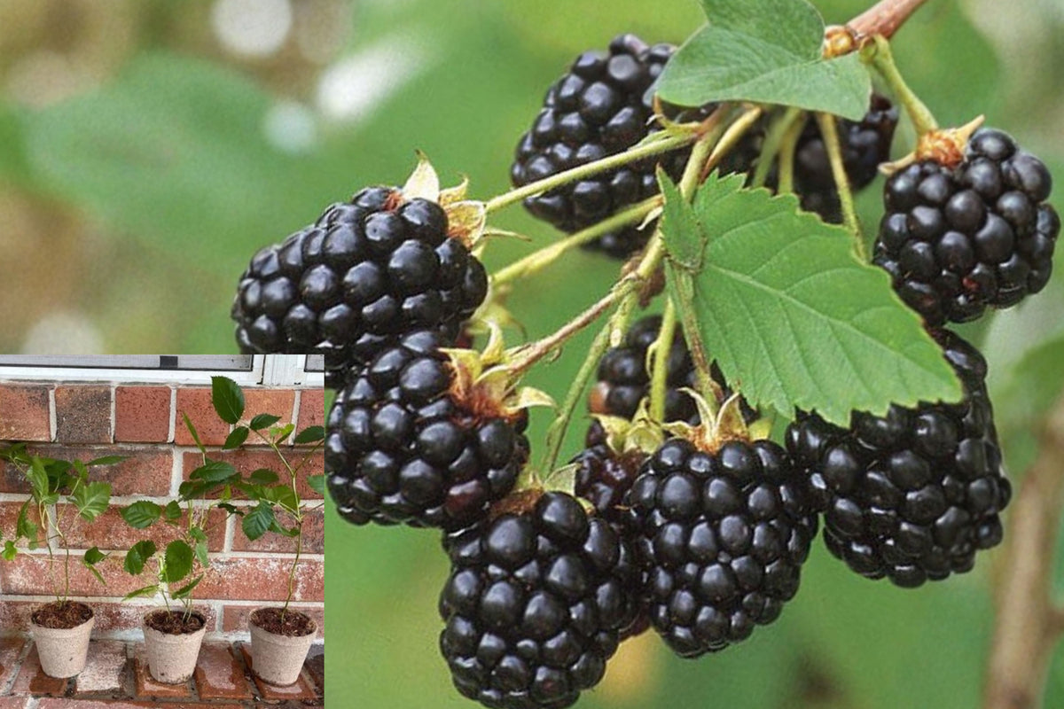 Set of 3 Navaho Thornless Blackberry Plants, 4–6 Inch Live Berry Bushes, Erect Blackberry Starters for Home Gardens