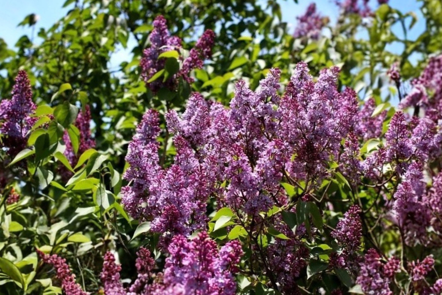 Common Lilac 1 Live Bare Root Plant – Syringa vulgaris