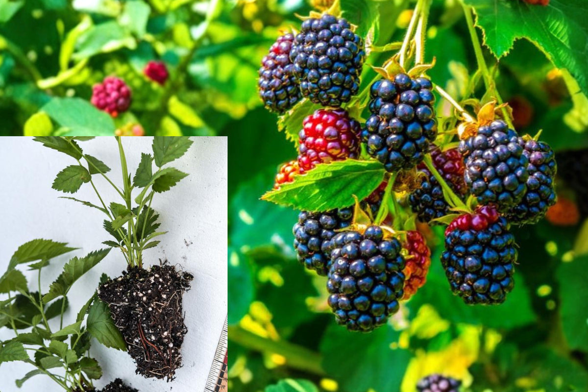 3 Live Boysenberry Plants, 4–6 Inch Berry Vine Starters, Edible Perennial Fruit Plants, Bare Root Style Garden Plants Without Pots