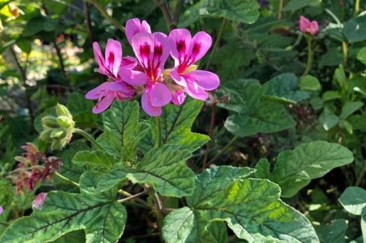 Lavender Pink Pepper Scented Geranium – 4 x 6" Live Cuttings – Pelargonium spp.