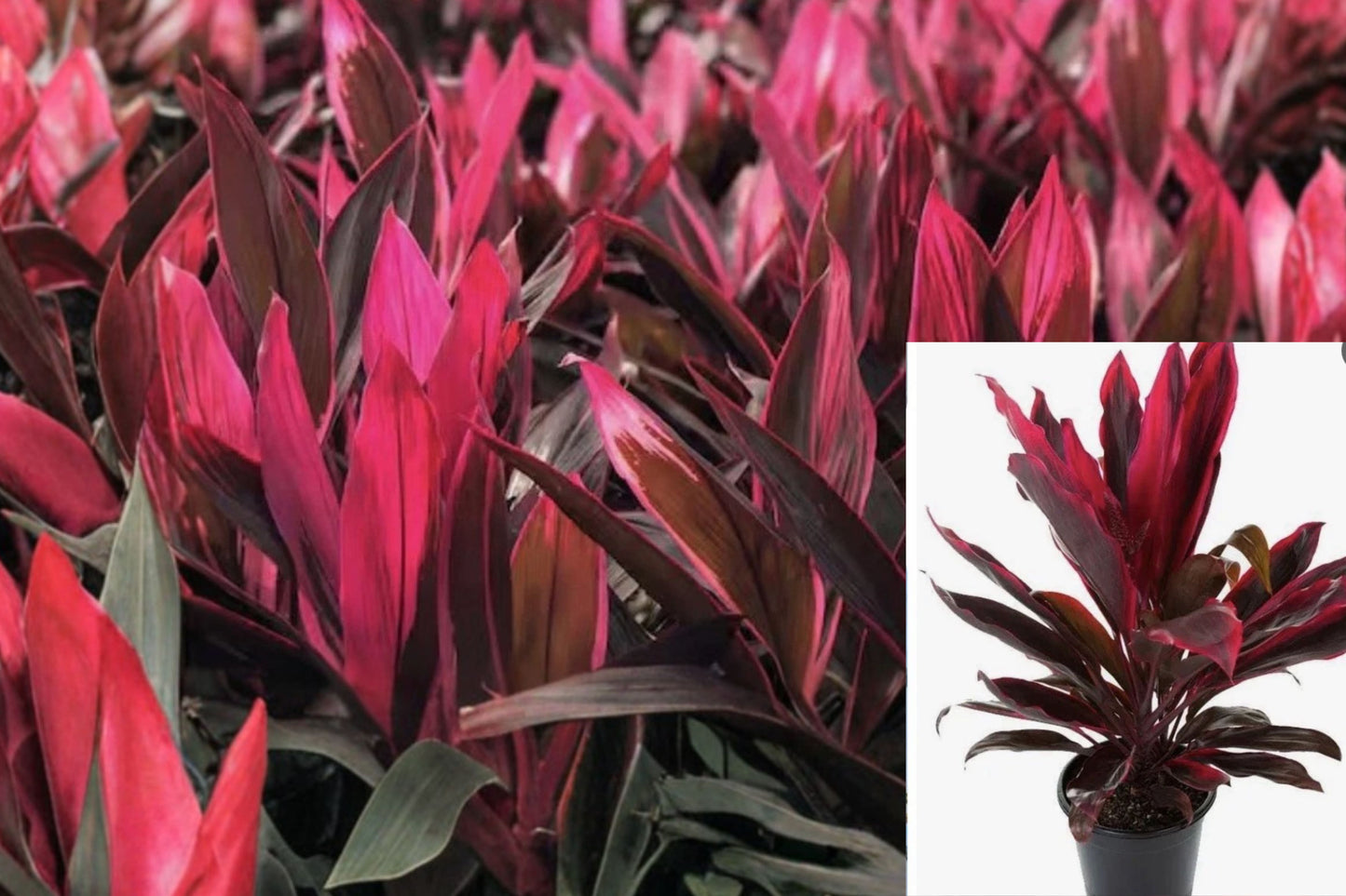 Cordyline Harlequin Live Plant – Cordyline fruticosa ‘Harlequin’