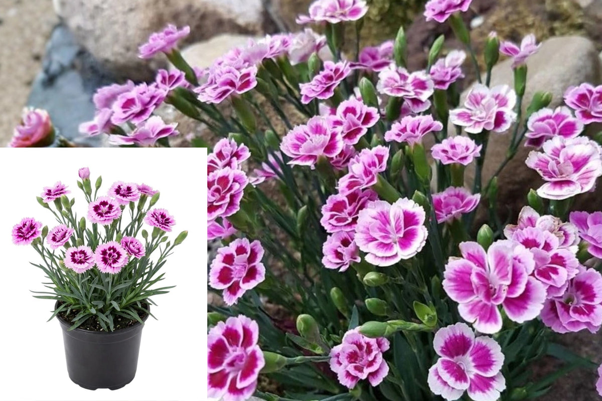 Pink Purple Dianthus Live Plant, 4–6 Inch Flowering Perennial in Pot, Colorful Garden Border Flower, Outdoor Patio Plant
