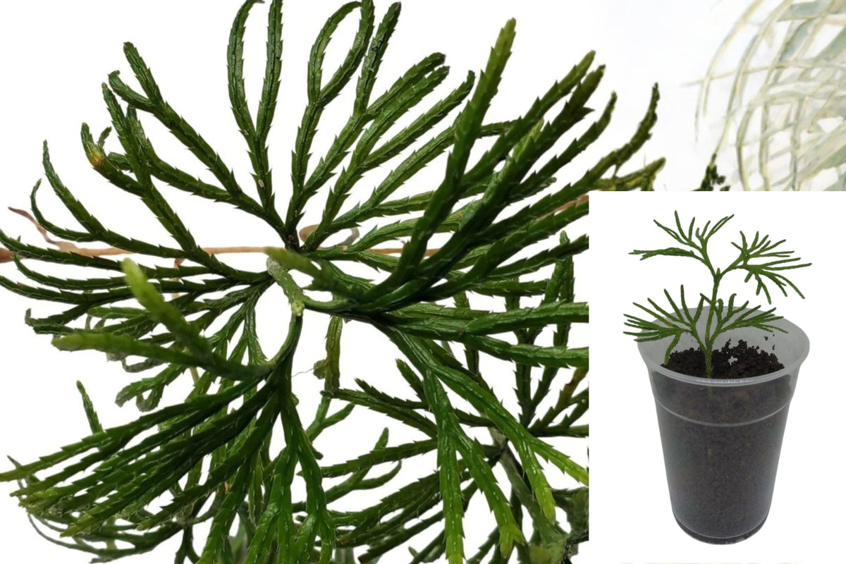 5 Live Fan Clubmoss Cuttings – Bare Root Ground Cedar – Diphasiastrum digitatum