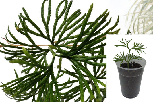 5 Live Fan Clubmoss Cuttings – Bare Root Ground Cedar – Diphasiastrum digitatum
