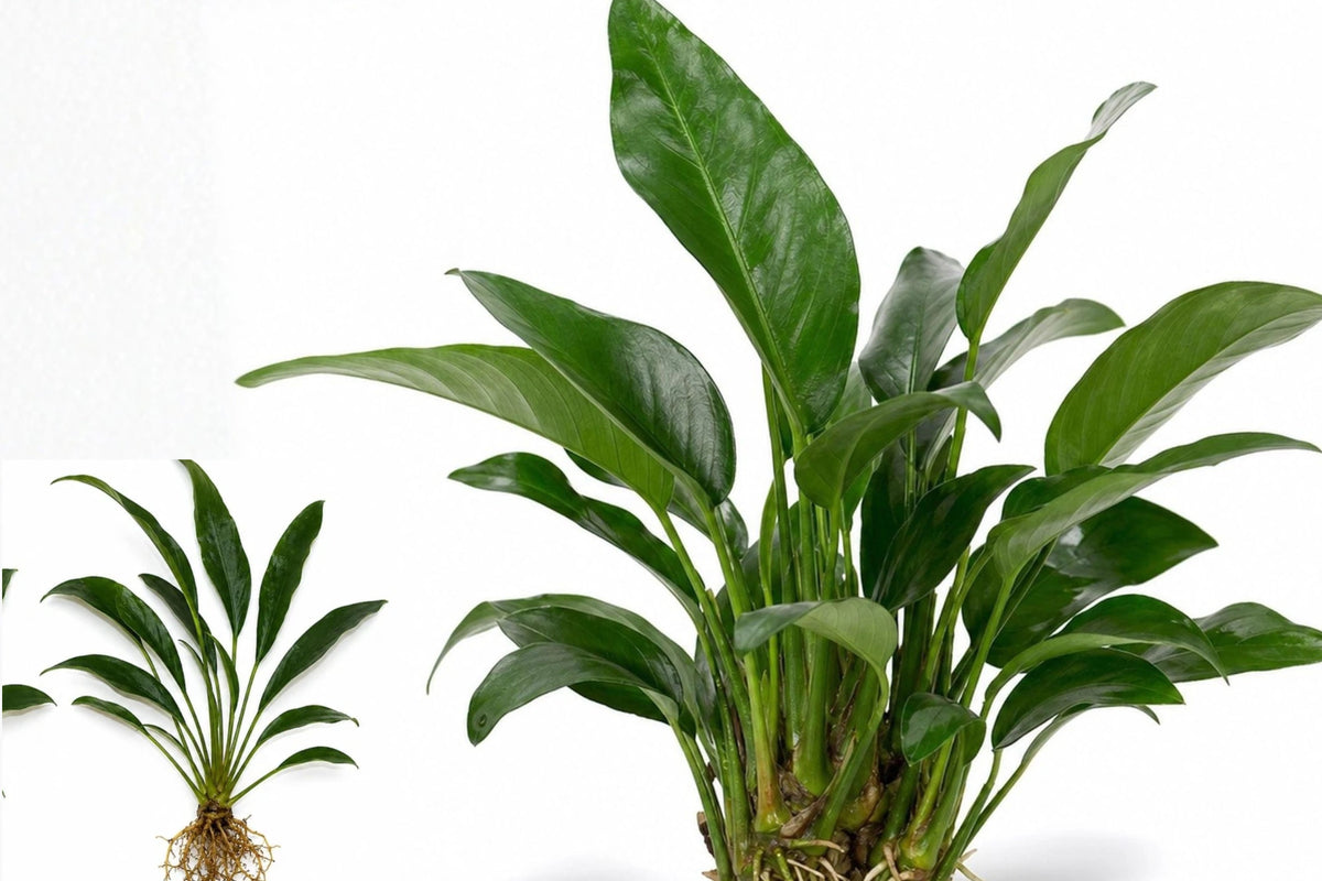 Anubias Frazeri Large 4–6 Inch Live Freshwater Aquarium Plant