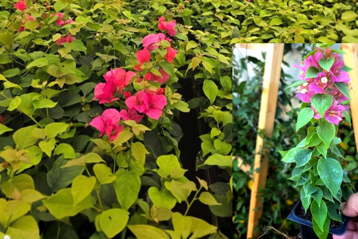 Torch Glow Bougainvillea Live Starter Plant – 3 Inch Pot – Bougainvillea