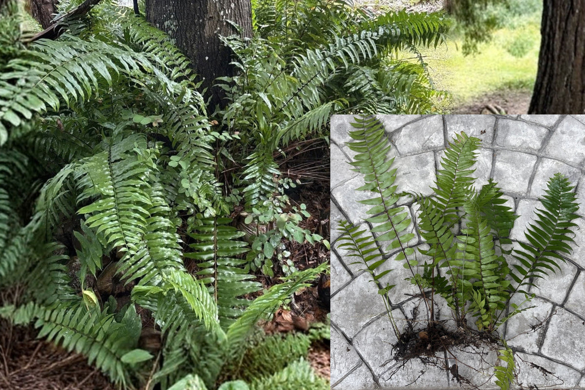 Macho Fern – 4 Live Bare Root Clumps – Nephrolepis