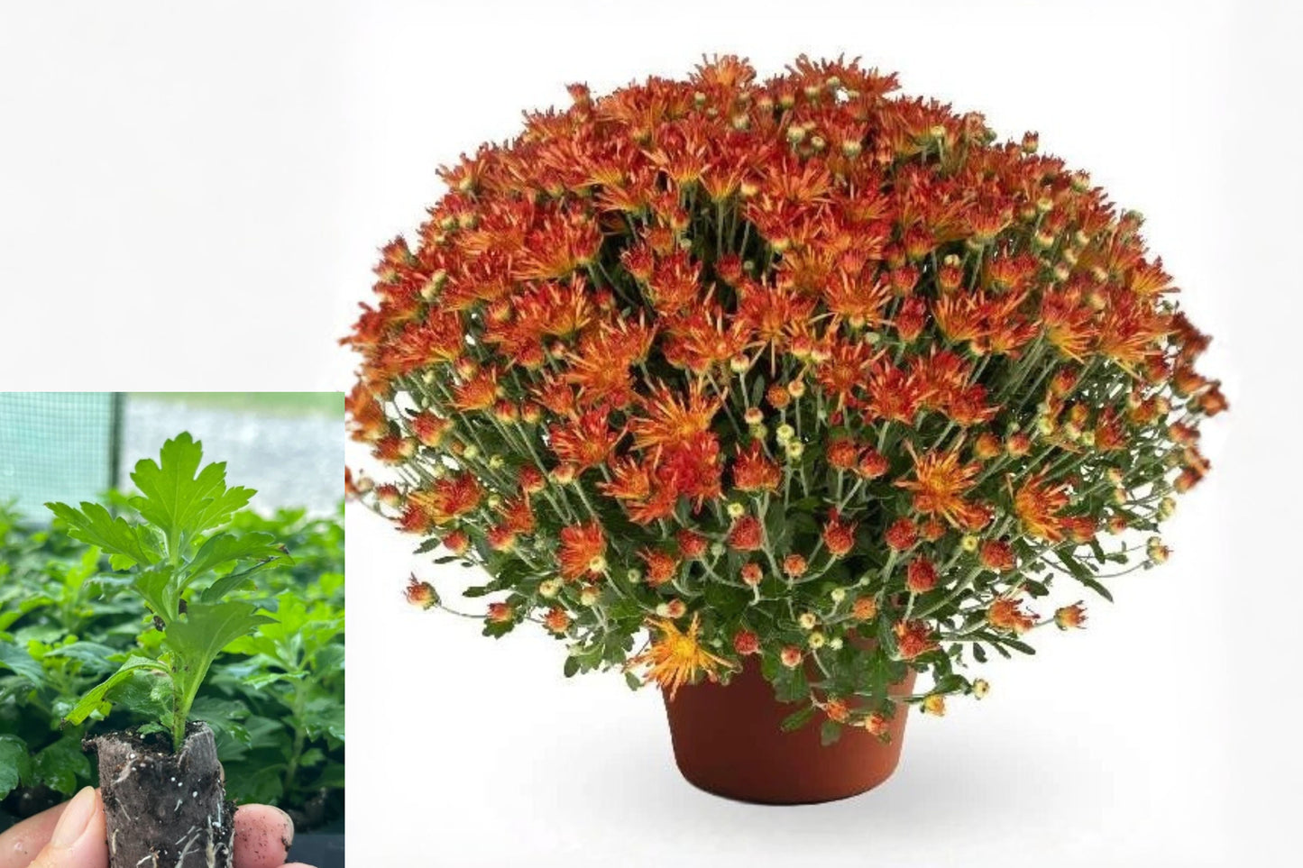 Chrysanthemum Live Plant Plug – 5/8" Rooted Starter – Chrysanthemum × morifolium