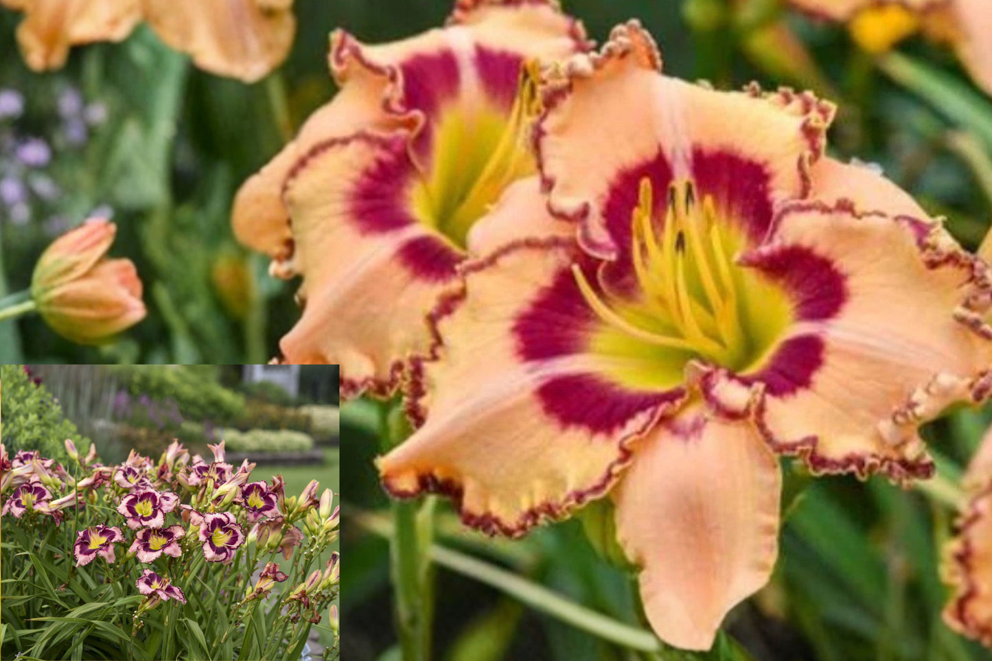 Rainbow Rhythm King of the Ages Daylily 1 Bare Root – Hemerocallis Hybrid