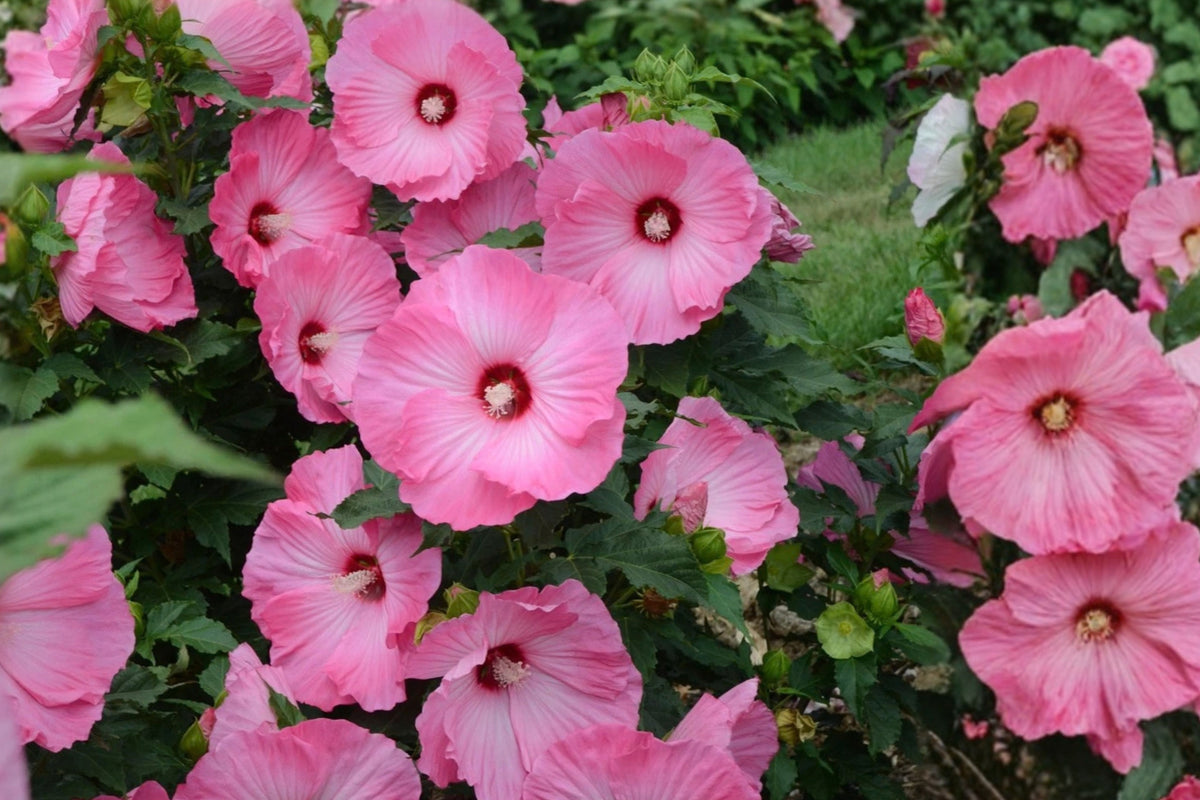 Hardy Hibiscus 'Airbrush Effect' Live Plant – 1 Plant, 2.5" Pot – Hibiscus