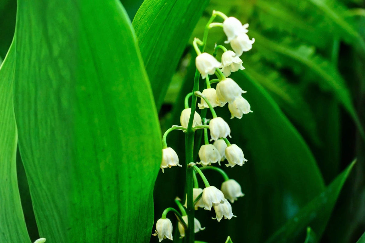 Lily of the Valley 10 Bare Root Pips – Convallaria majalis