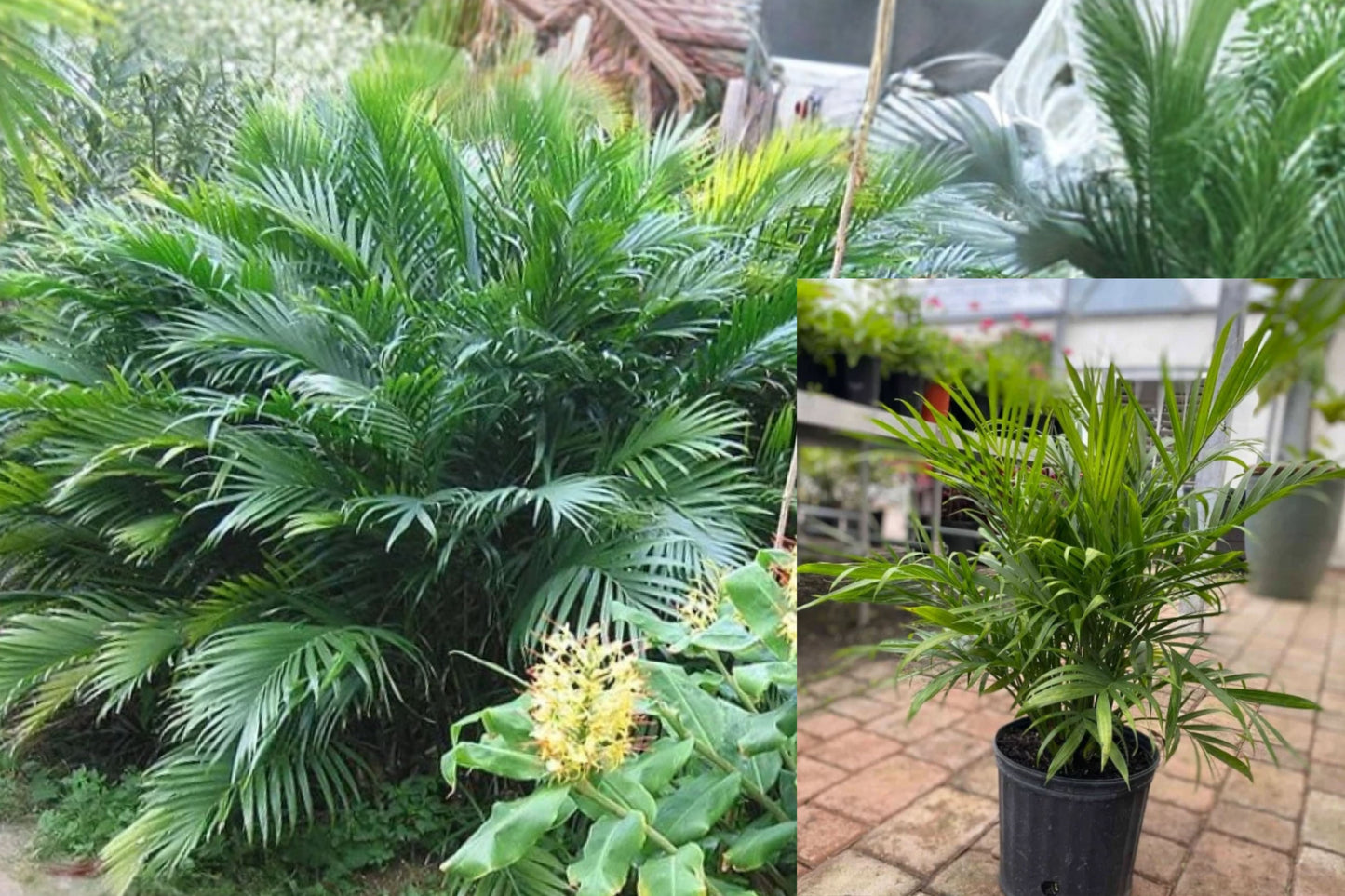 Cat Palm Live Plant – Chamaedorea cataractarum – Tropical Palm Size #1