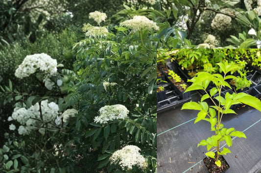 Elderberry Live Plant with 2+ Rooted Cuttings in 3-Inch Pot – Sambucus spp.