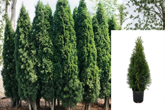 Emerald Green Arborvitae Live Plant – 15–18 Inch – Thuja occidentalis