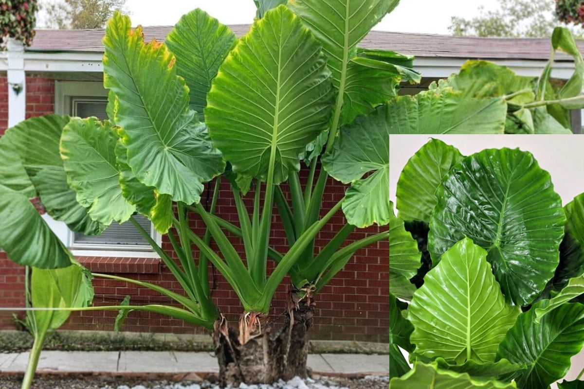 2 Giant Colocasia Live Plants, Elephant Ear Starter Plants, 4–6 Inch Tall Tropical Foliage, Outdoor Garden Plants