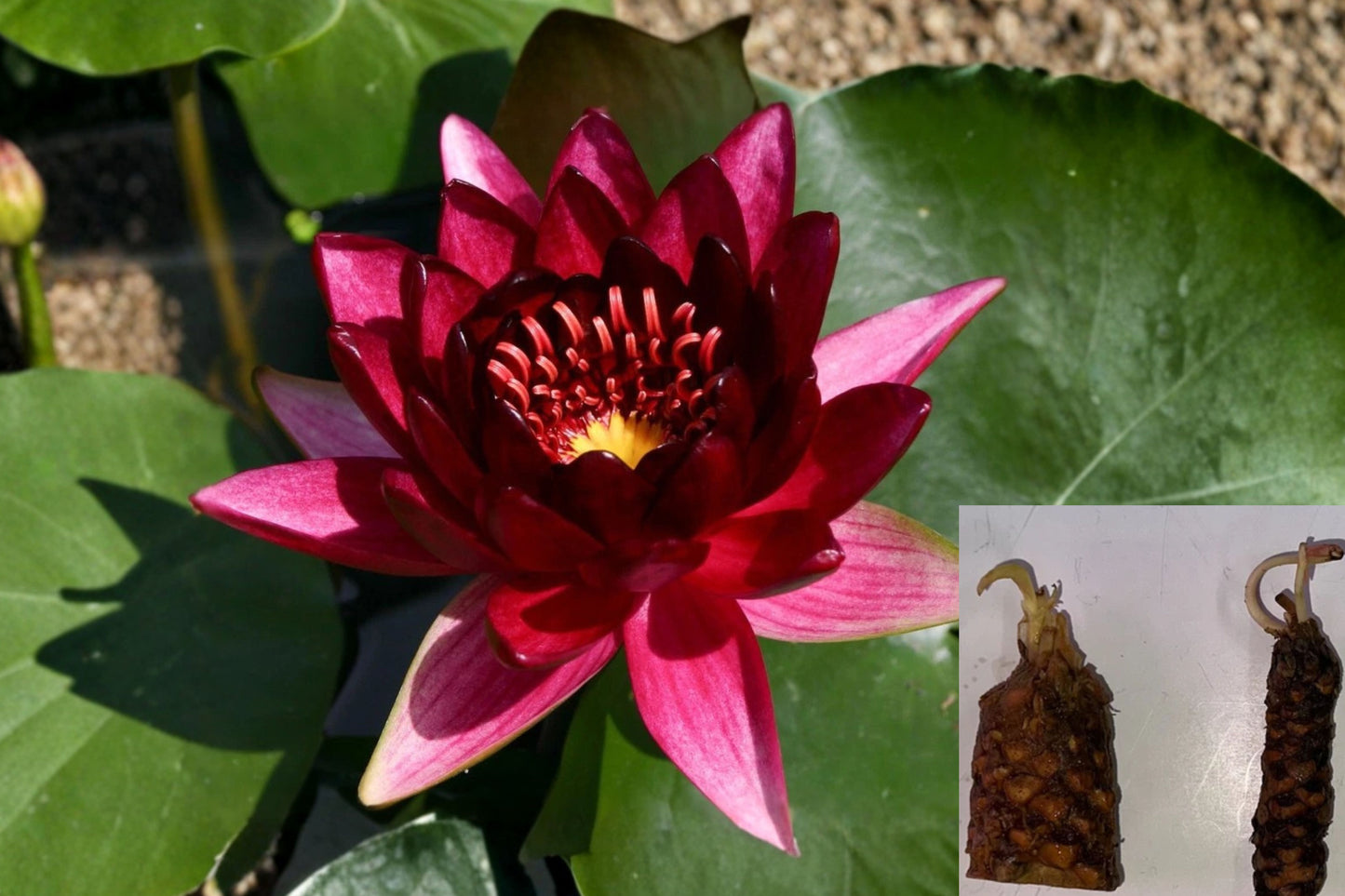 Red Hardy Water Lily Tuber – Nymphaea Live Aquatic Pond Plant