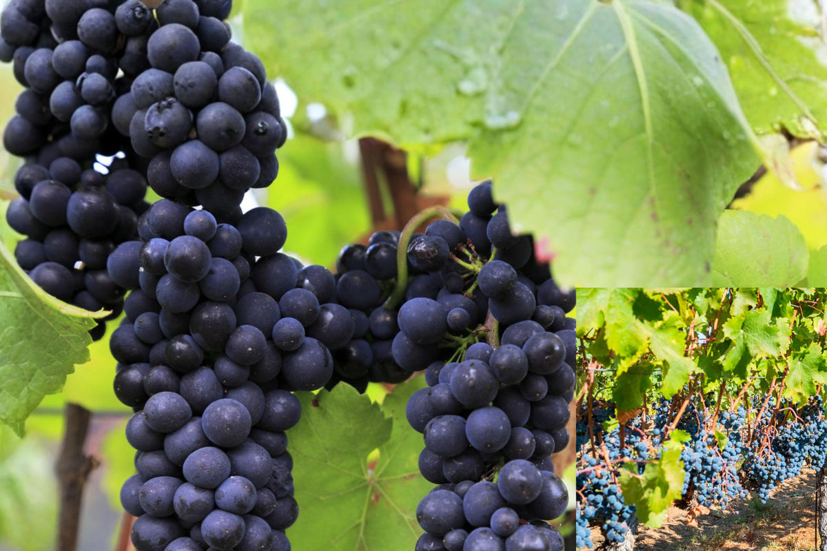 Pinot Noir Grapevine Cuttings, Set of 3 Bare Root Grape Vines, 6 Inch Wine Grape Plants, Outdoor Fruit Garden Preorder