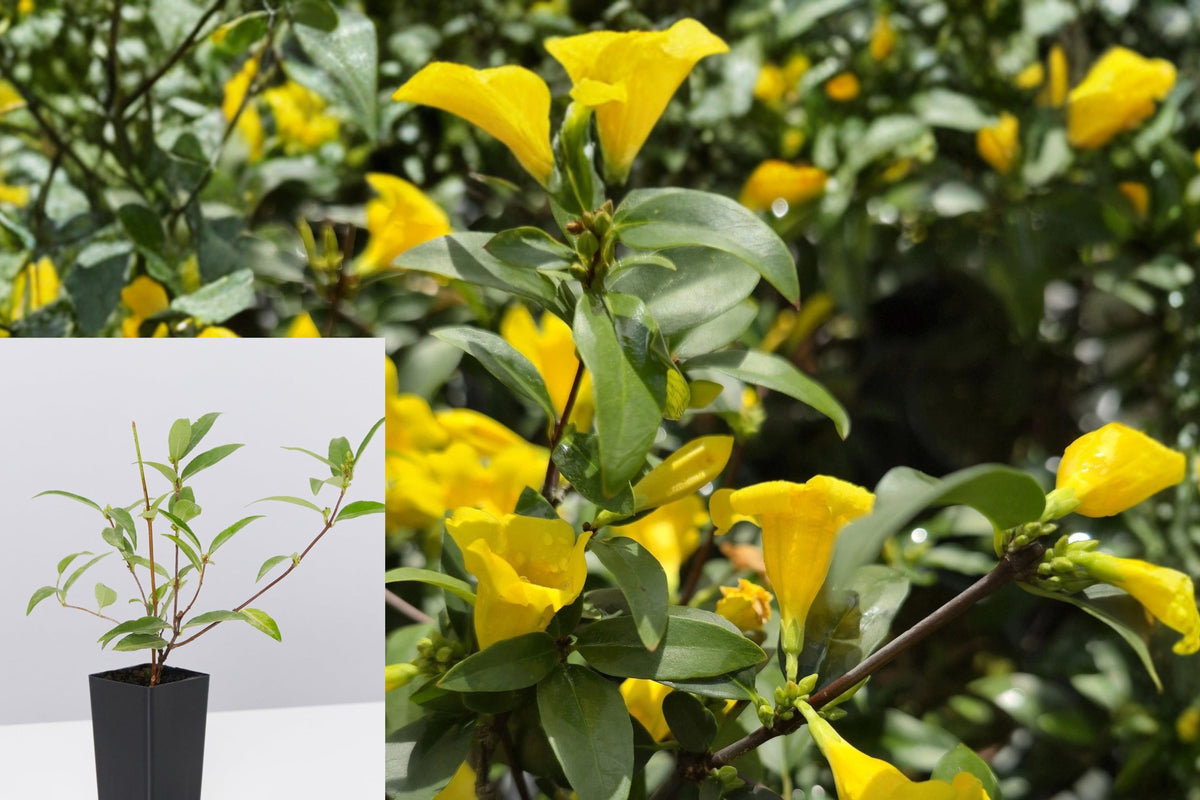 Carolina Jasmine Live Plant, Gelsemium Sempervirens Yellow Flowering Vine, Rooted Starter Plant, 6–12 Inch Outdoor Climber