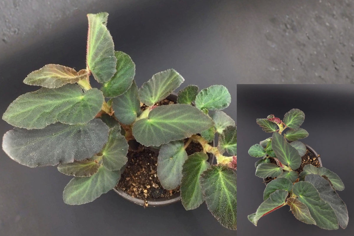 Begonia ‘Withlacoochee’ Brazilian Lady 1 Live Plant in 2-Inch Pot