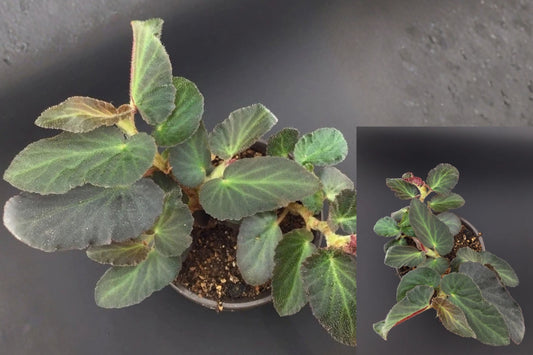 Begonia ‘Withlacoochee’ Brazilian Lady 1 Live Plant in 2-Inch Pot