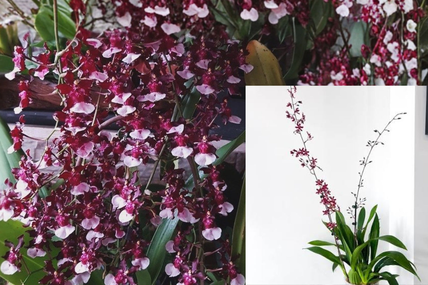 Oncidium Sharry Baby ‘Sweet Fragrance’ Live Orchid – 2" Pot