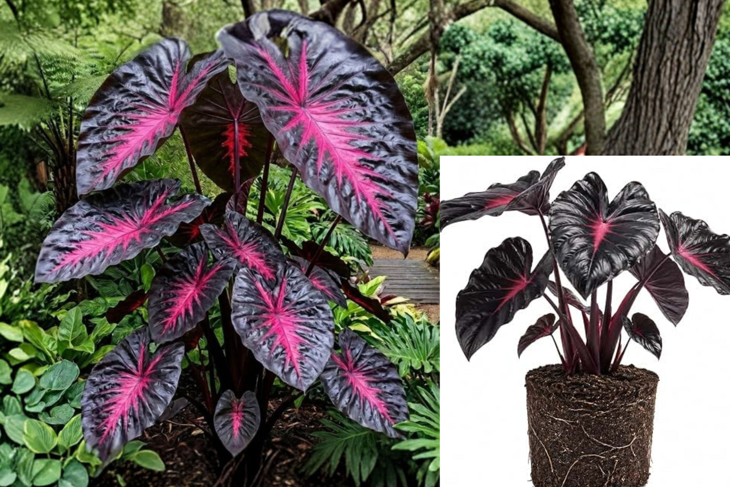 Colocasia ‘Redemption’ Live Plant – 2–5 Inch Starter – Elephant Ear