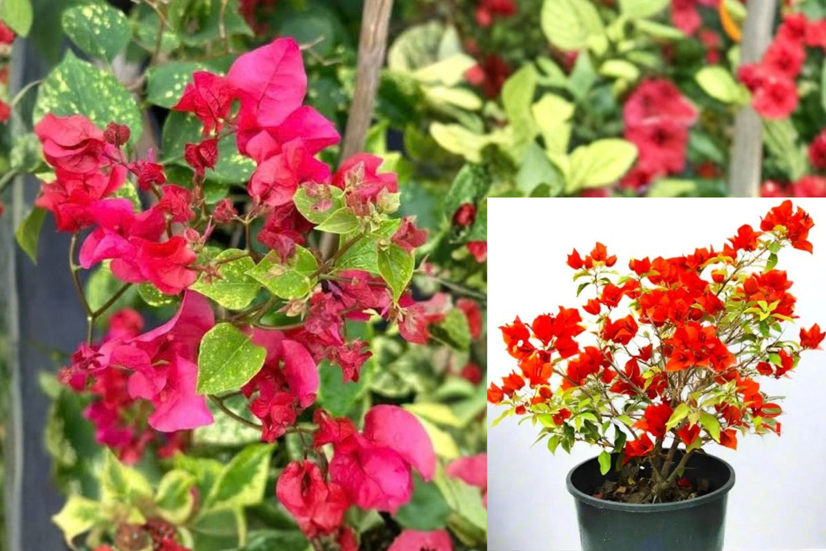 Bougainvillea Double Red Live Plant 2-Pack – Starter Plugs – Bougainvillea